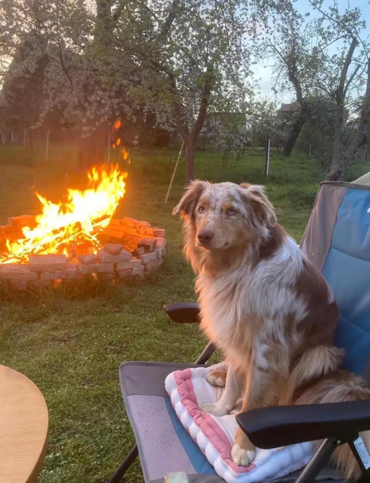 Villaharmony Wartet Auf Familien Mit Hund! Lommatzsch Exterior foto